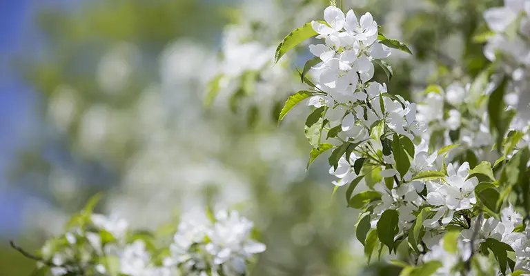 white spring flowers blue sky