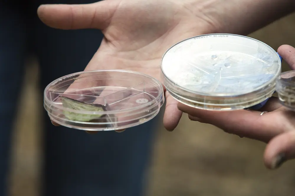 Hands holding petri dishes outdoors, one with a leaf inside.