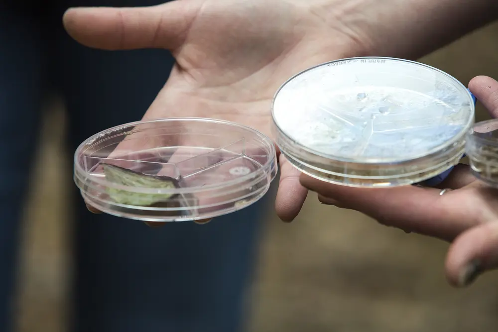 Hands holding petri dishes outdoors, one with a leaf inside.