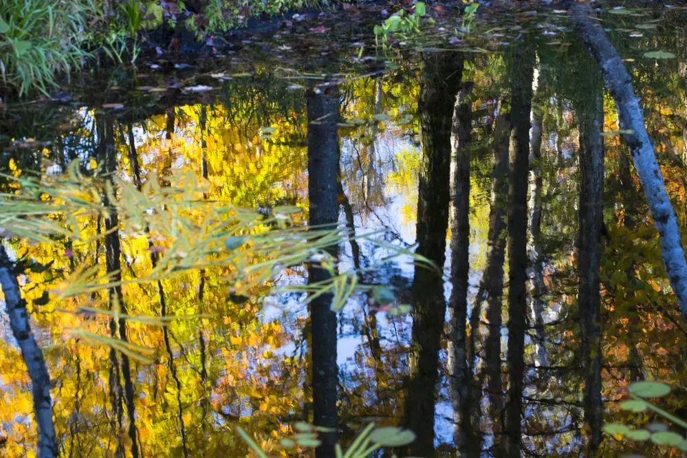 A reflection of trees in water.