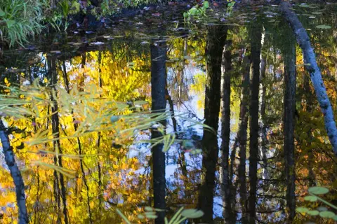 A reflection of trees in water.
