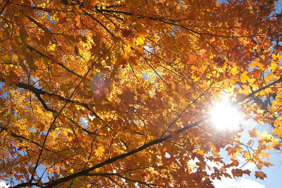 Bright autumn leaves and sunlight through branches.