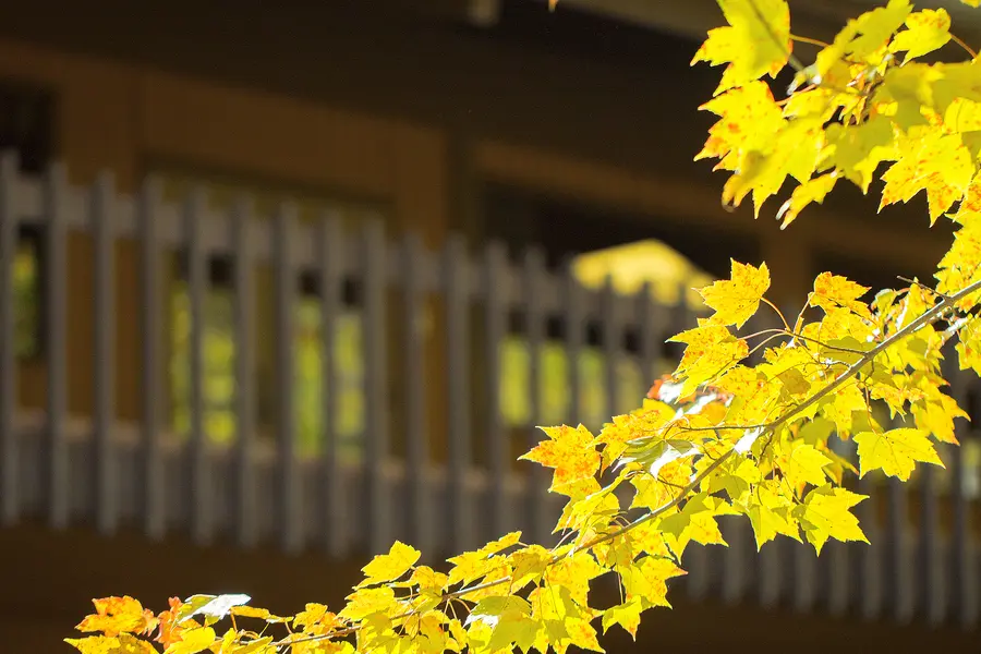 Yellow autumn leaves in focus with a blurred building in the background.
